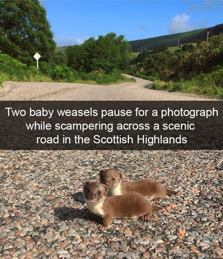 funny-animal-snapchats