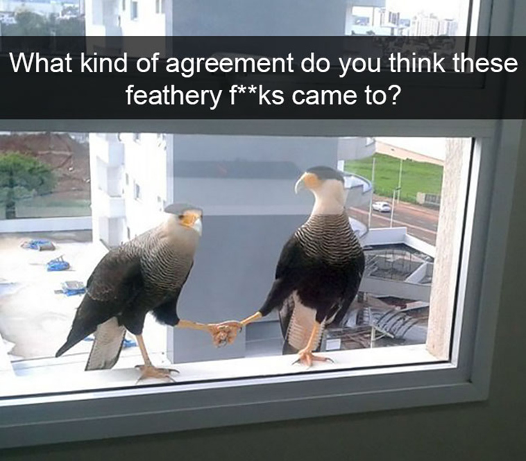 funny-animal-snapchats