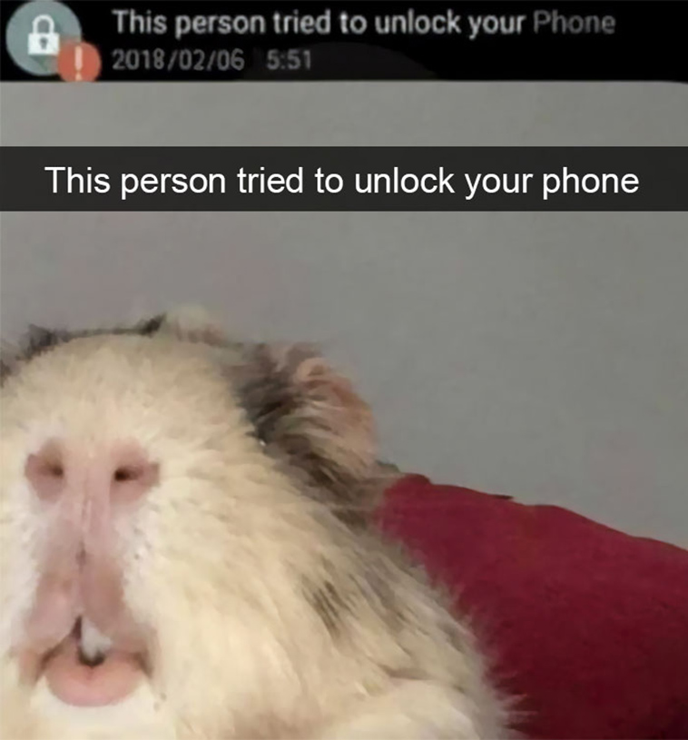 funny-animal-snapchats