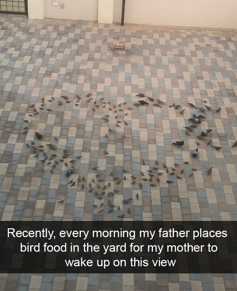 funny-animal-snapchats
