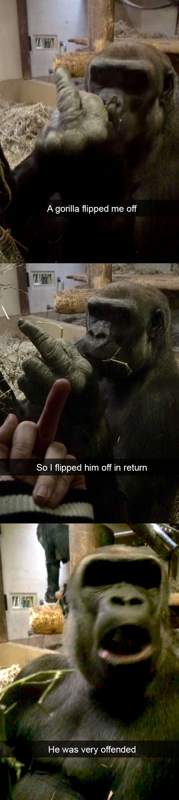 funny-animal-snapchats