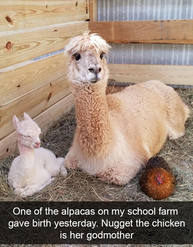 funny-animal-snapchats