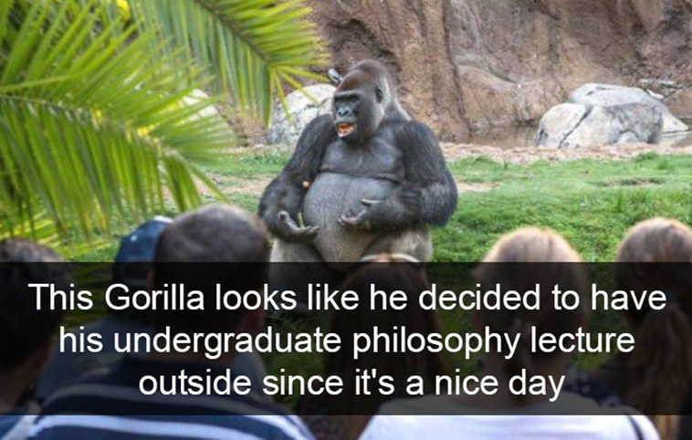 funny-animal-snapchats