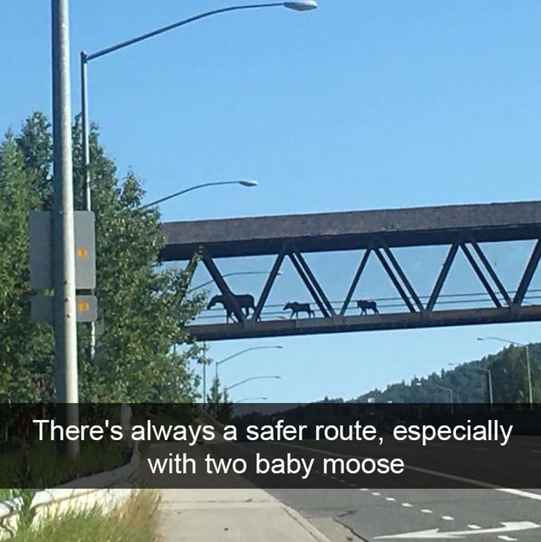 funny-animal-snapchats