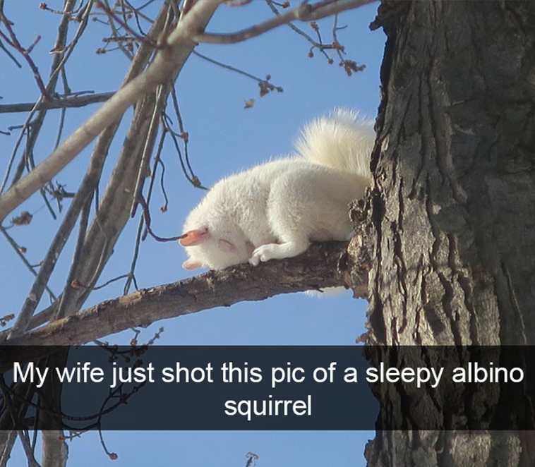 funny-animal-snapchats