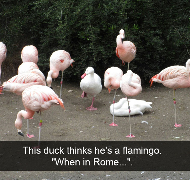 funny-animal-snapchats