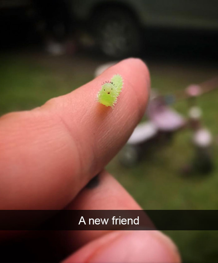 funny-animal-snapchats