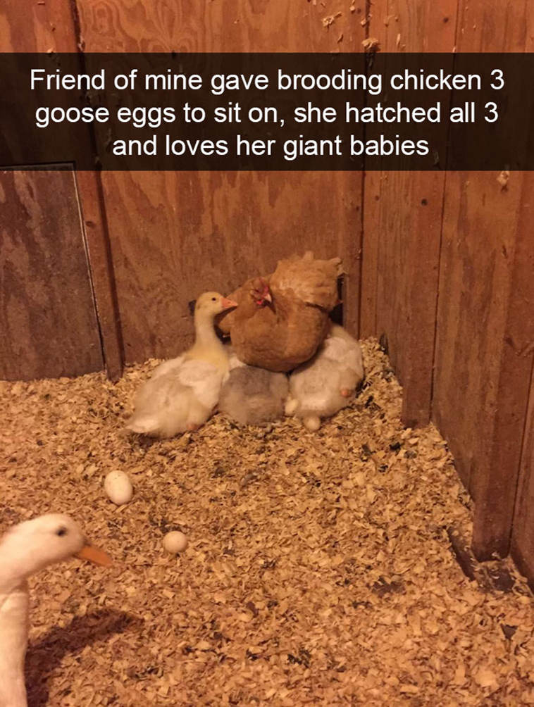 funny-animal-snapchats