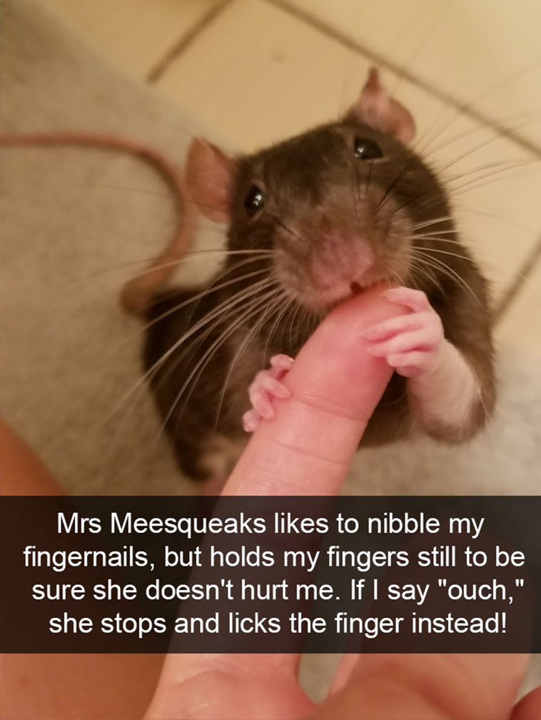 funny-animal-snapchats