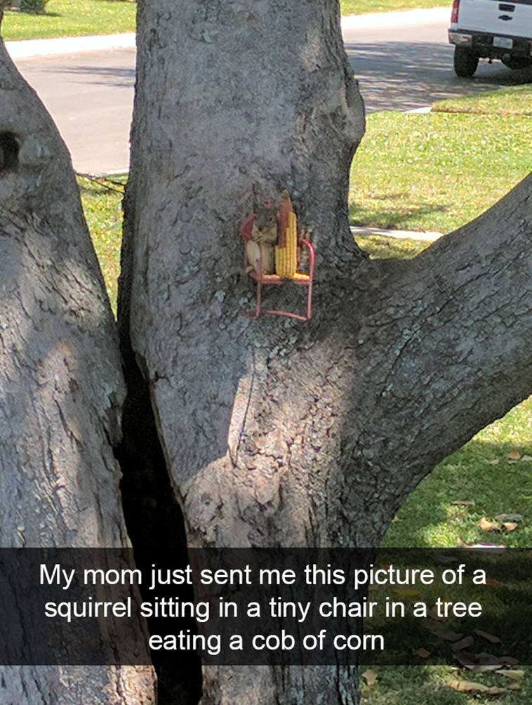 funny-animal-snapchats