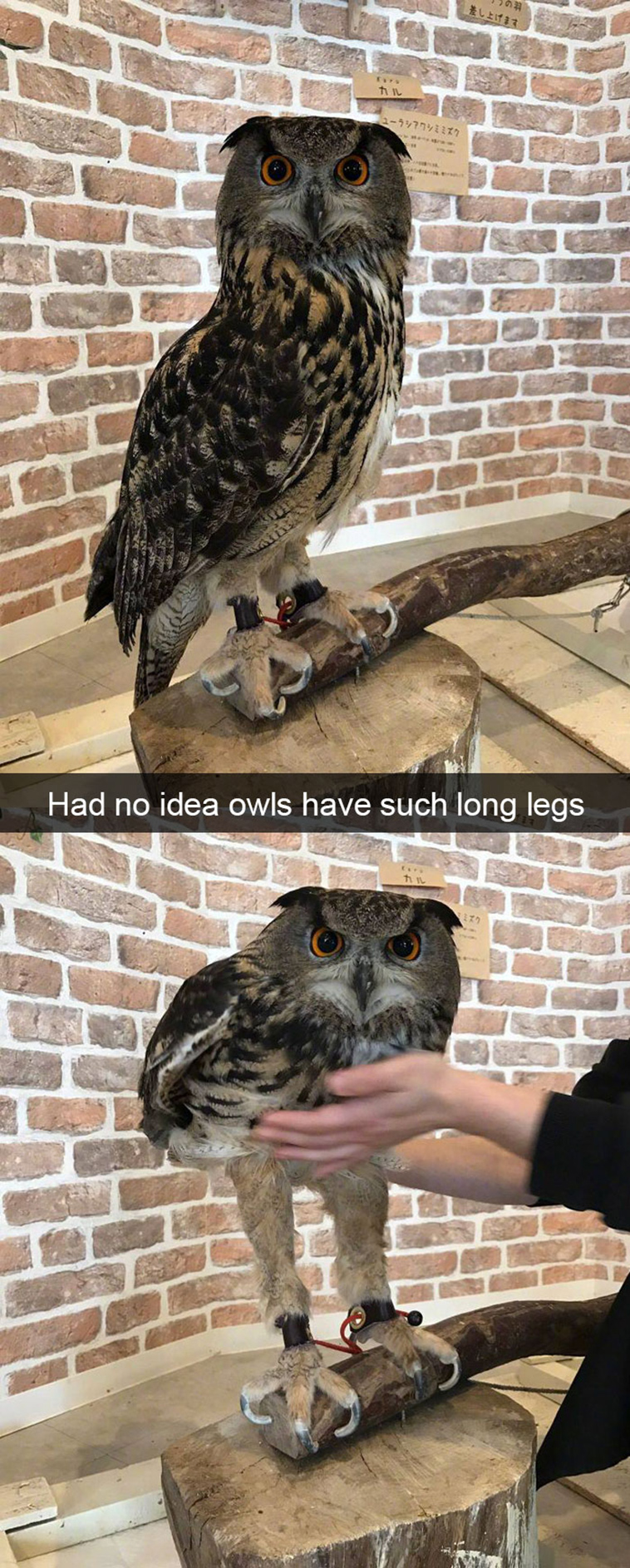funny-animal-snapchats