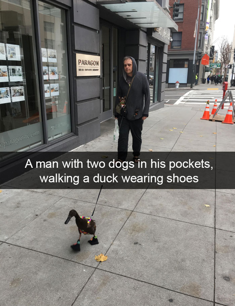 funny-animal-snapchats
