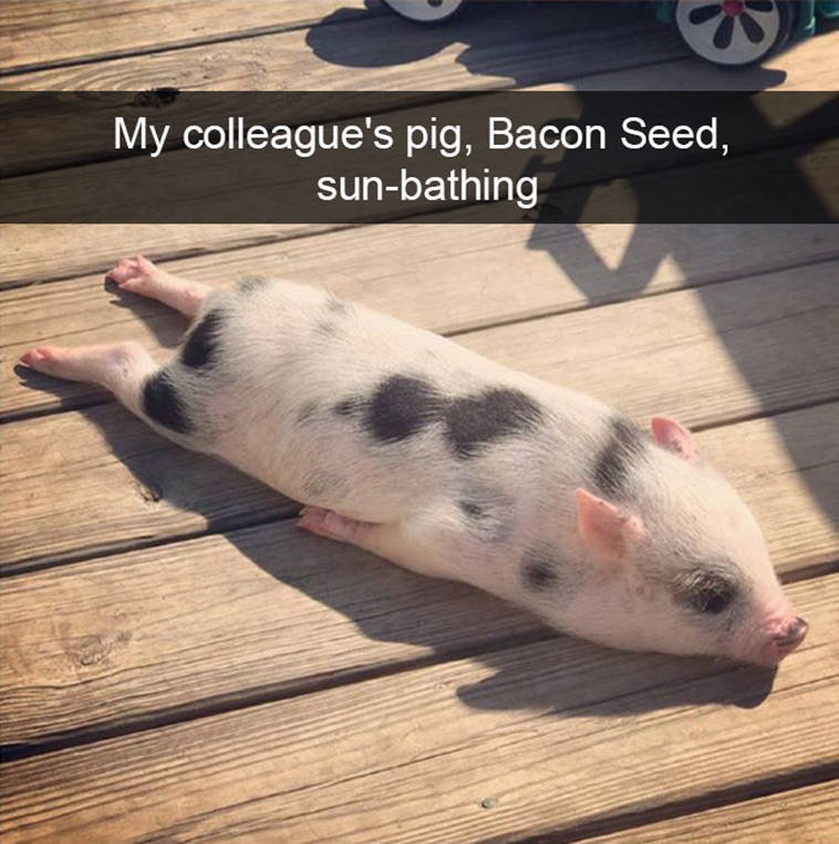 funny-animal-snapchats