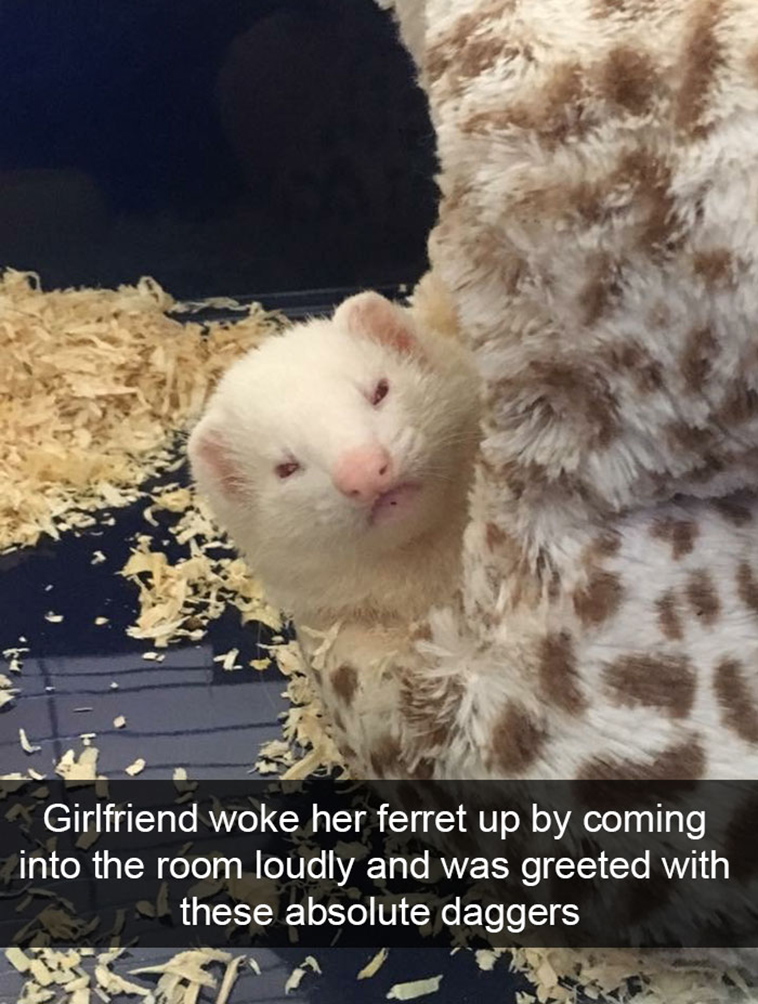 funny-animal-snapchats