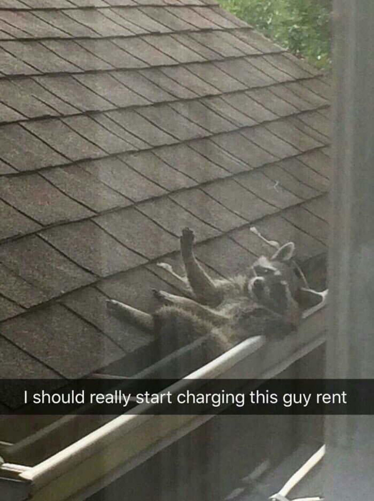 funny-animal-snapchats