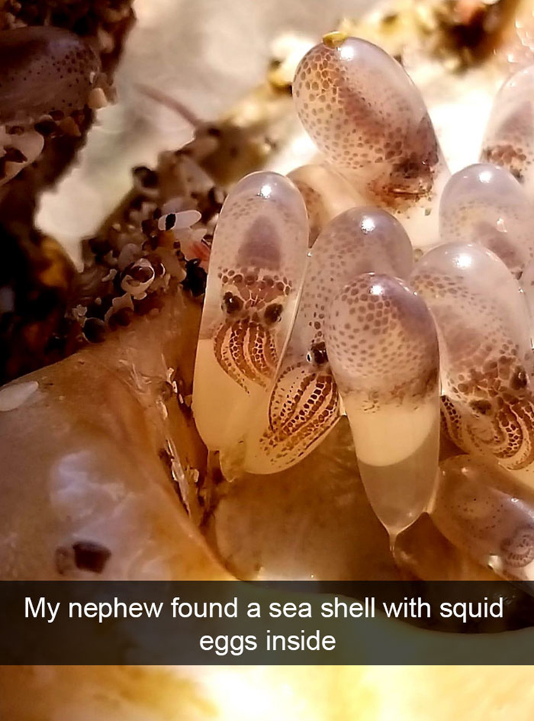 funny-animal-snapchats