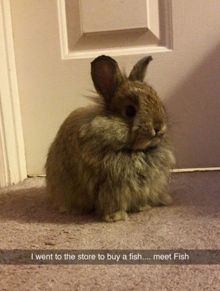funny-animal-snapchats