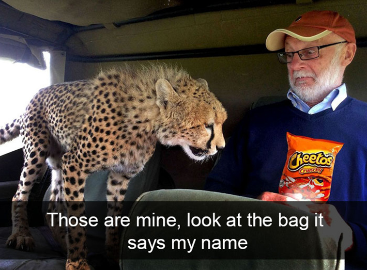 funny-animal-snapchats