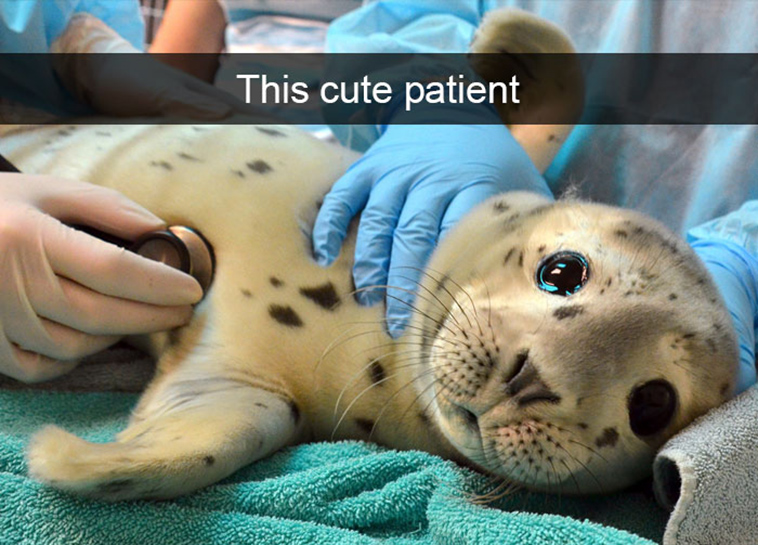 funny-animal-snapchats