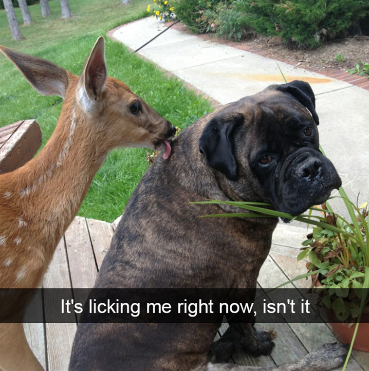 funny-animal-snapchats