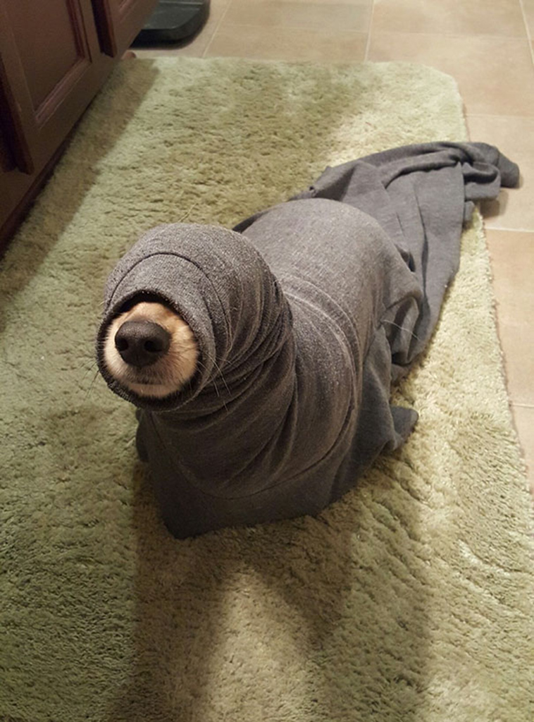 funny-silly-dogs