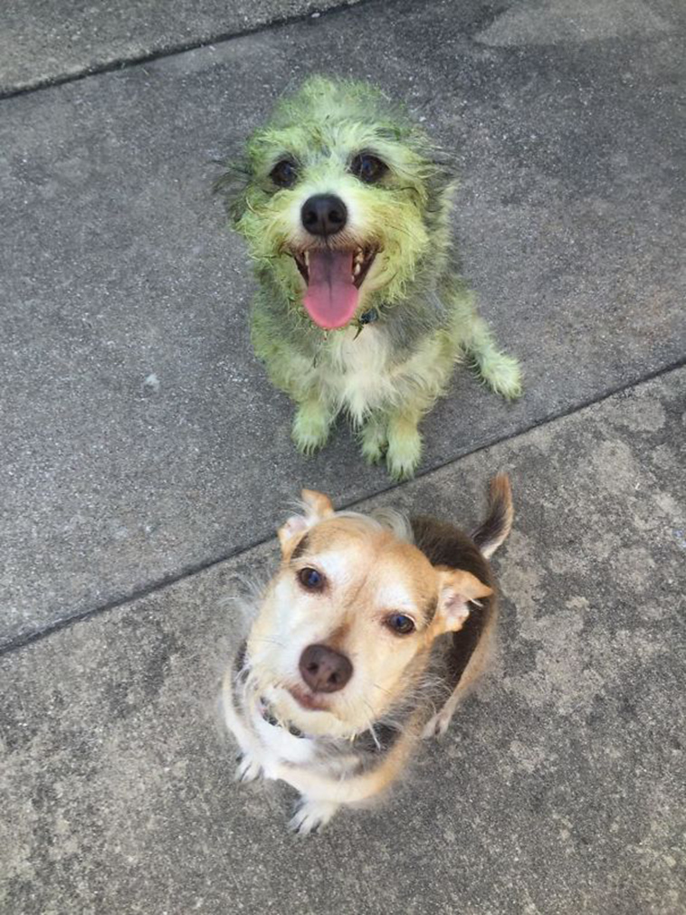 funny-silly-dogs
