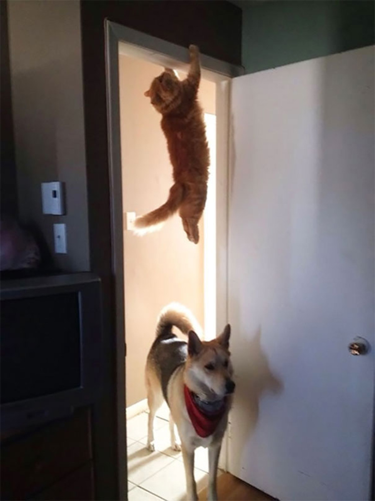 funny-silly-dogs