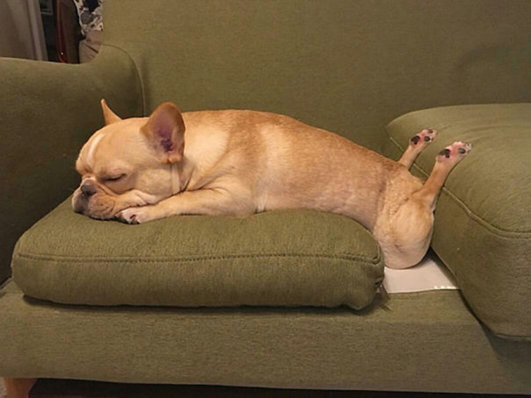 funny-silly-dogs