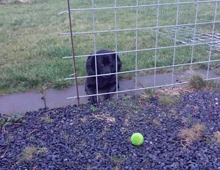 funny-silly-dogs