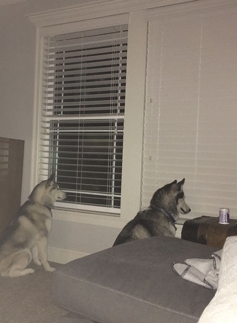 funny-silly-dogs