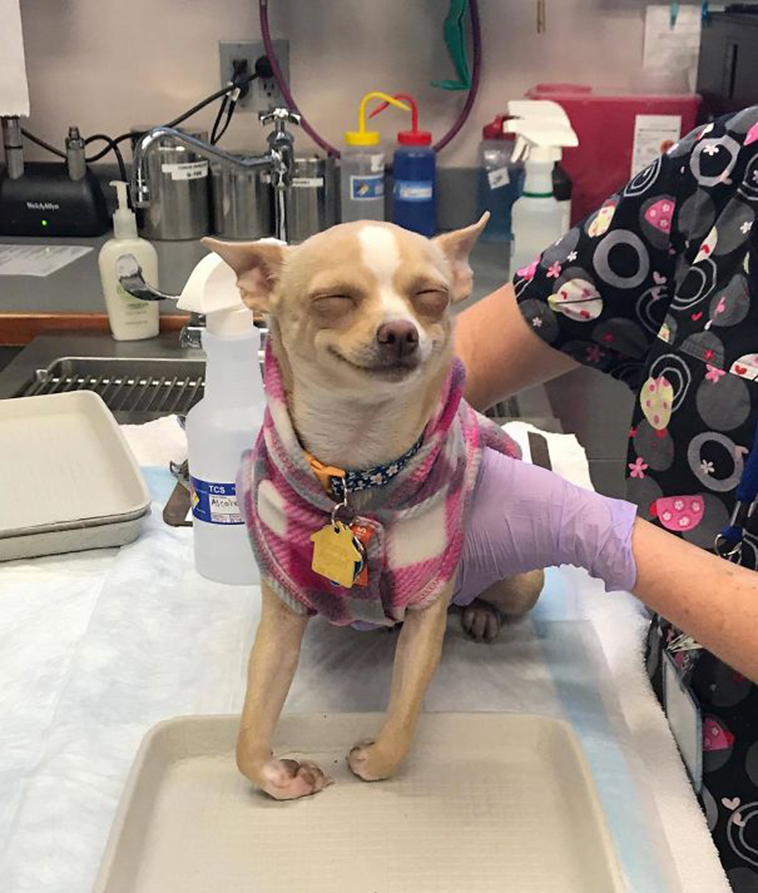 funny-silly-dogs