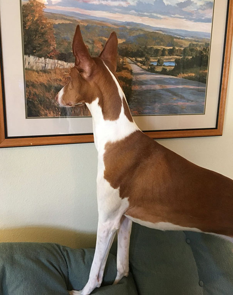 funny-silly-dogs