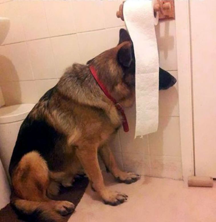 funny-silly-dogs