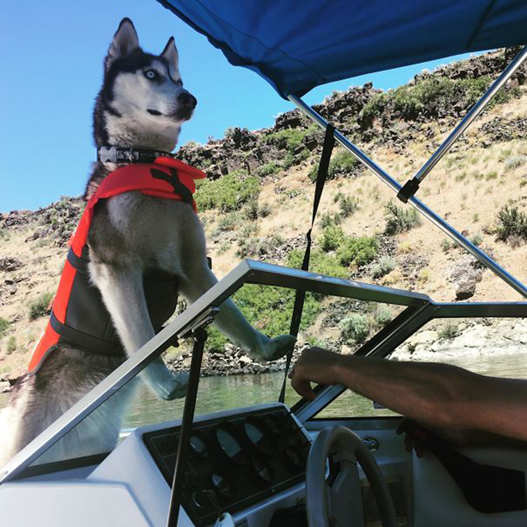 funny-silly-dogs