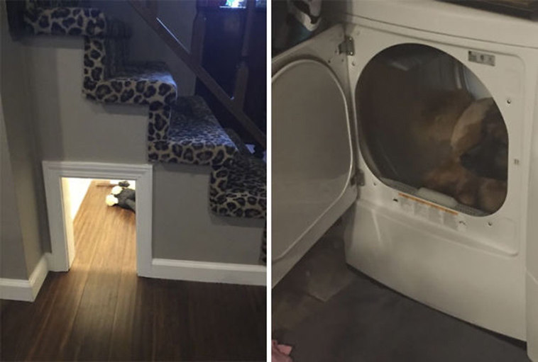 funny-silly-dogs