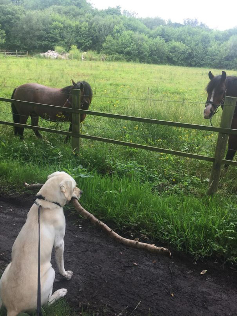 funny-silly-dogs