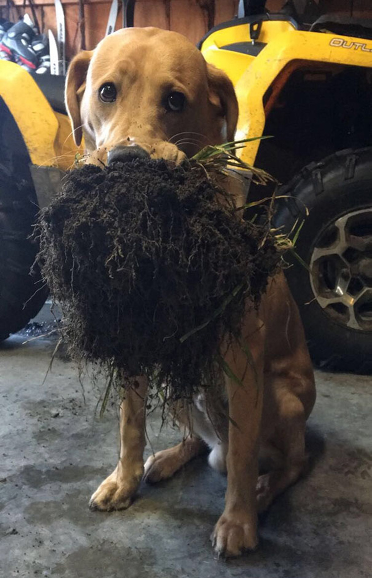 funny-silly-dogs