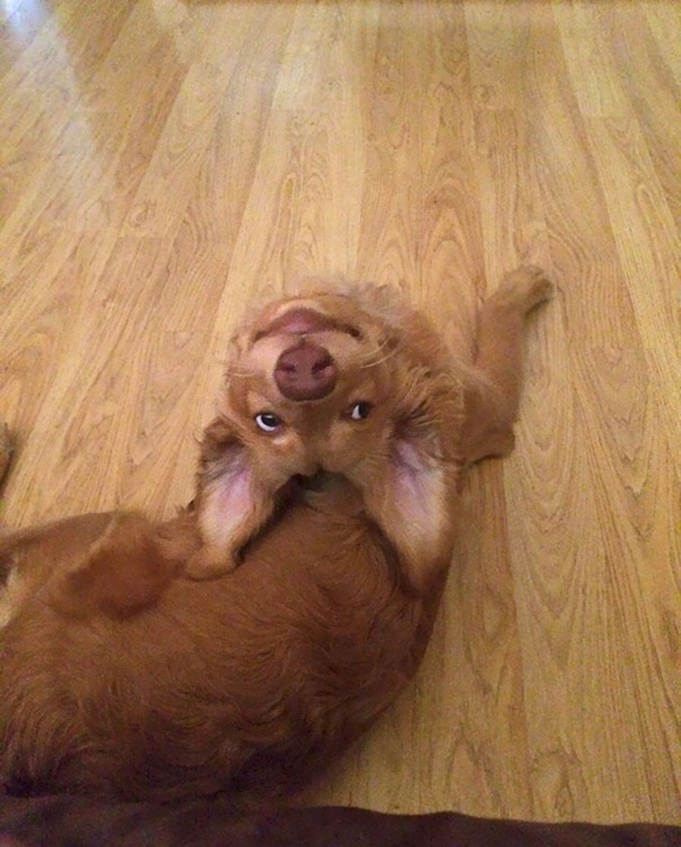 funny-silly-dogs