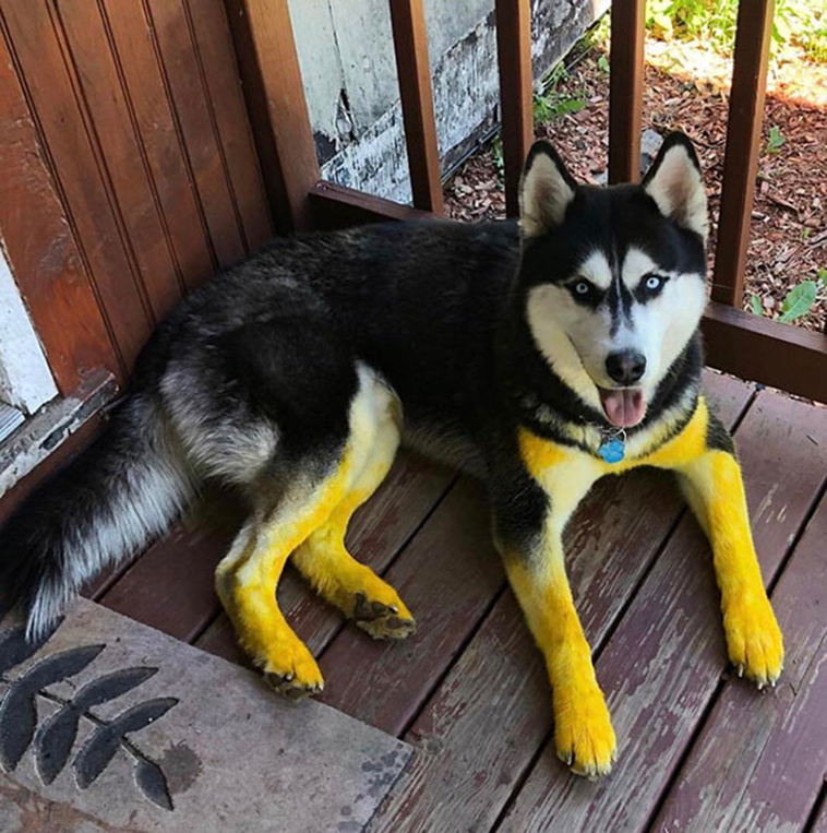 funny-silly-dogs