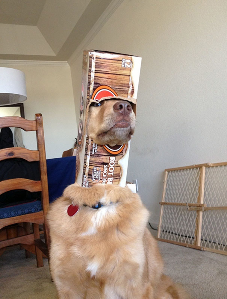 funny-silly-dogs