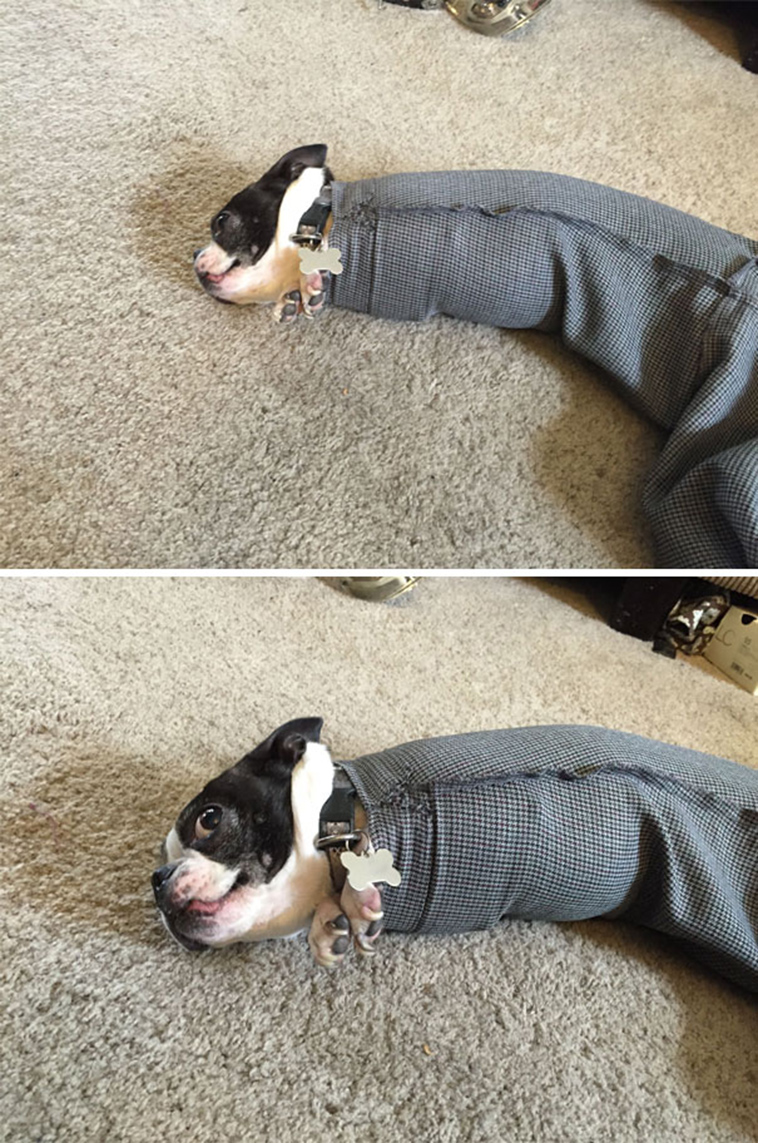 funny-silly-dogs