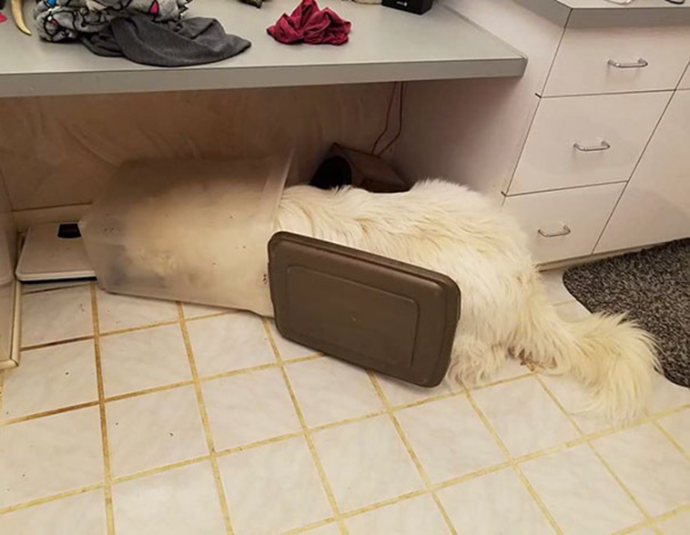 funny-silly-dogs