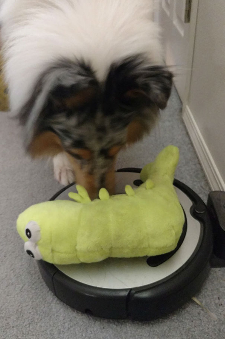 funny-silly-dogs