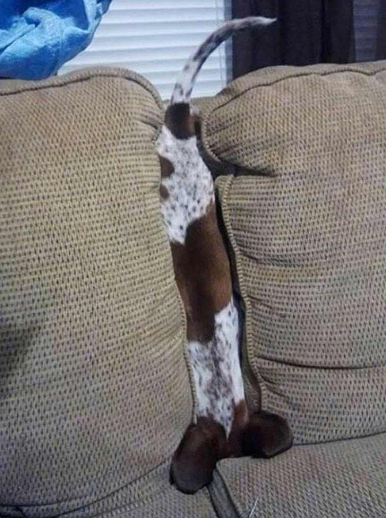 funny-silly-dogs