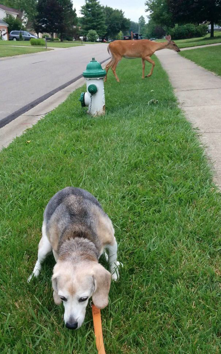 funny-silly-dogs