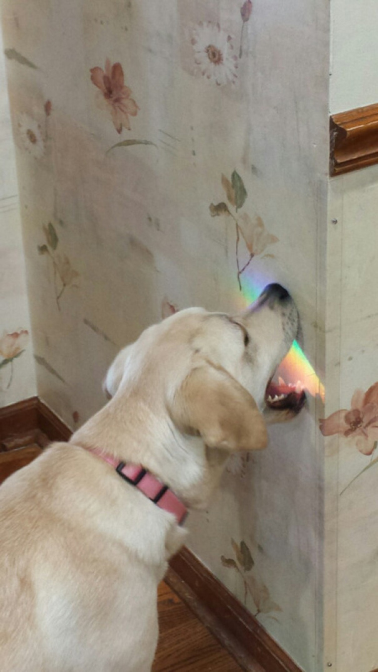 funny-silly-dogs
