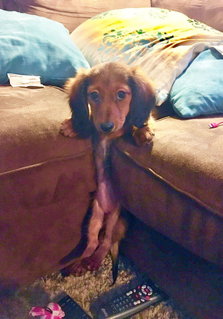 funny-silly-dogs