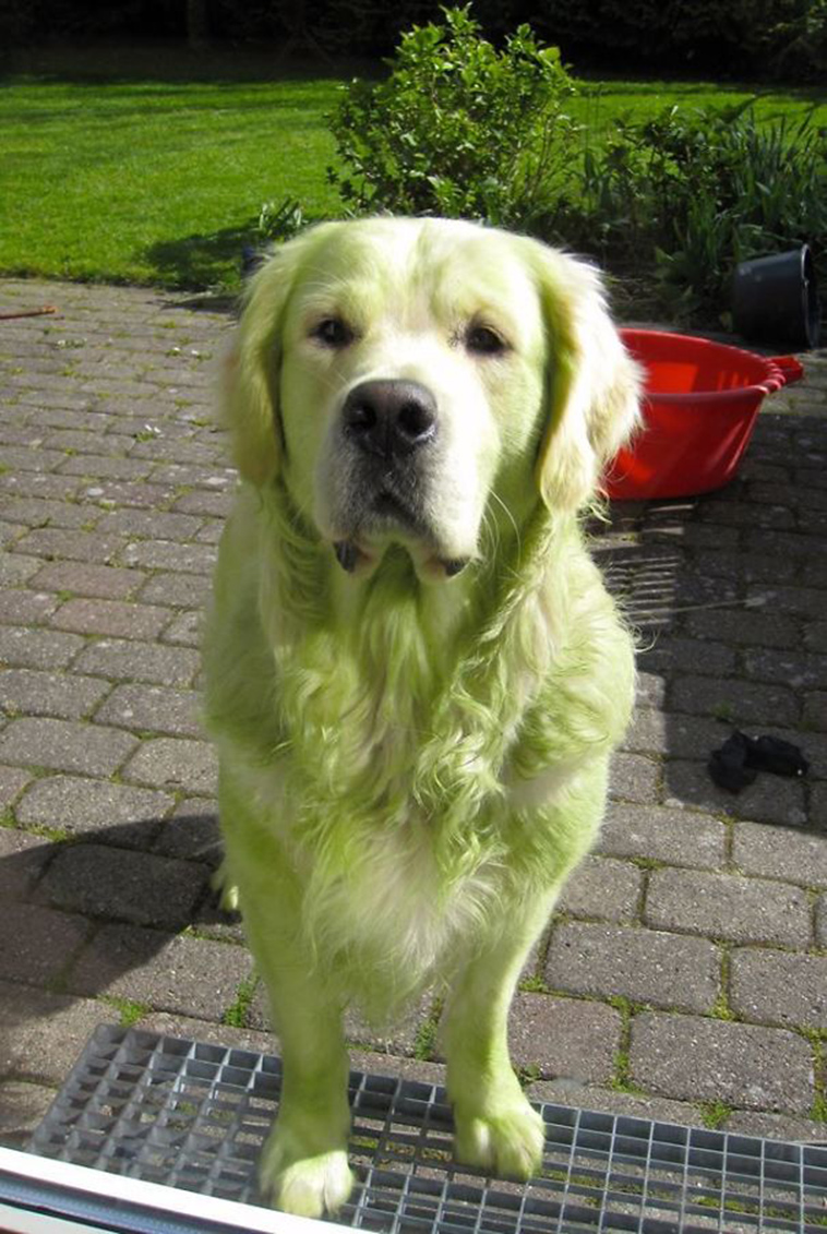 funny-silly-dogs