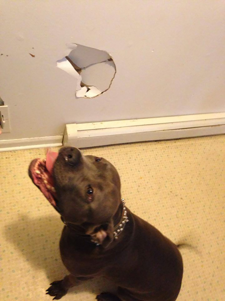 funny-silly-dogs