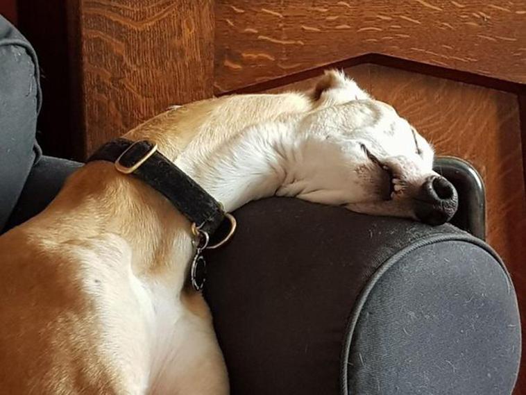 funny-silly-dogs